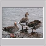 Anser anser - Graugans 02 OS-Rubbenbruchsee.jpg